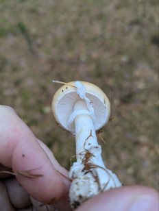 Мухомор ярко-жёлтый