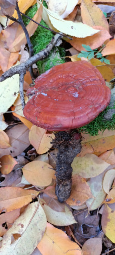 Трутовик лакированный (Гриб Рейши)