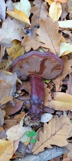 Трутовик лакированный (Гриб Рейши)