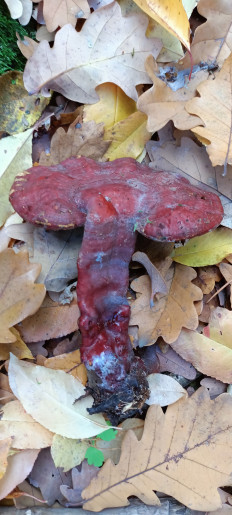 Трутовик лакированный (Гриб Рейши)