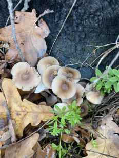 Гриб из Средняя ахтуба