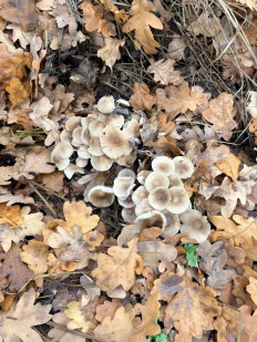 Гриб из Средняя ахтуба