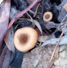 Гриб из Днестровск