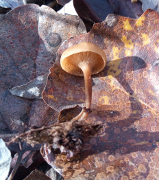 Гриб из Днестровск