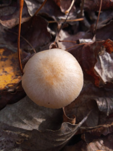 Гриб из Днестровск