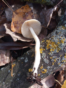 Гриб из Днестровск