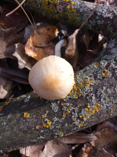 Гриб из Днестровск