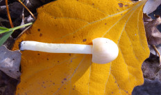 Гриб из Днестровск