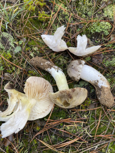 Гриб из Селевановкая Ростовская обл