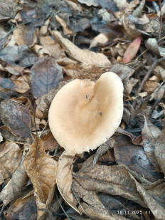 Гриб из Цэс