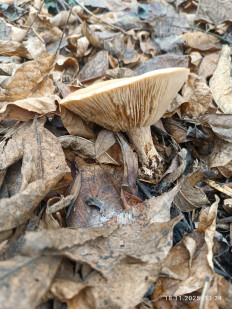 Гриб из Цэс