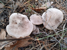 Tricholoma terreum - Рядовка землисто-серая