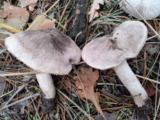 Tricholoma terreum - Рядовка землисто-серая