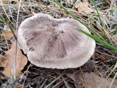 Tricholoma terreum - Рядовка землисто-серая