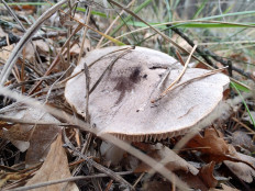 Tricholoma terreum - Рядовка землисто-серая