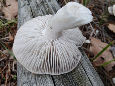 Tricholoma terreum - Рядовка землисто-серая