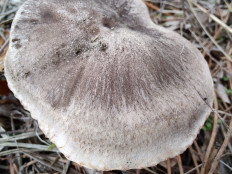 Tricholoma terreum - Рядовка землисто-серая