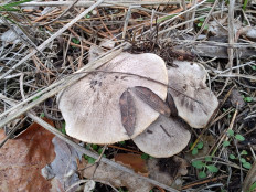 Tricholoma terreum - Рядовка землисто-серая