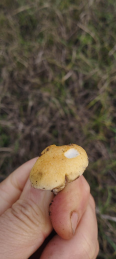 Гриб из Мариуполь