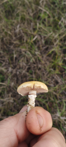 Гриб из Мариуполь