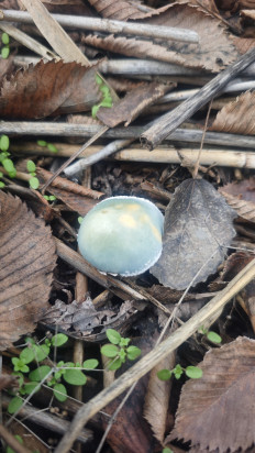 Гриб из Волгоград