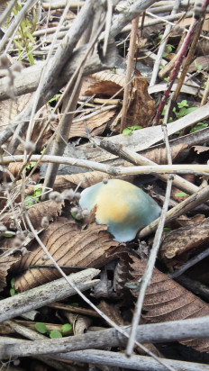 Гриб из Волгоград