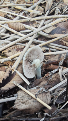 Гриб из Волгоград