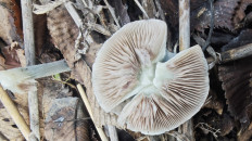 Гриб из Волгоград