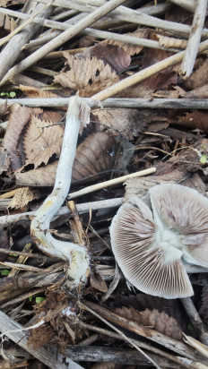 Гриб из Волгоград