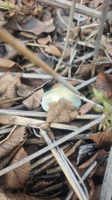 Гриб из Волгоград