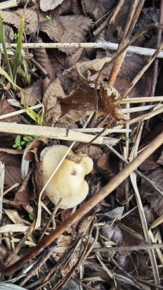 Гриб из Волгоград