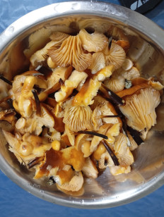 Гриб из Темрюк