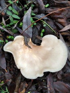 Гриб из Богучар