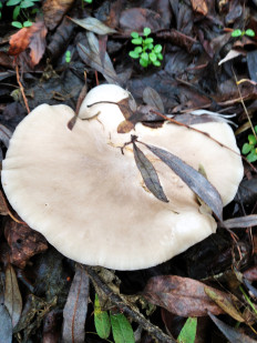 Гриб из Богучар