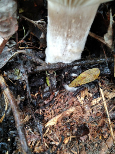 Гриб из Богучар