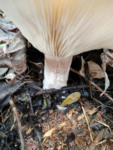 Гриб из Богучар