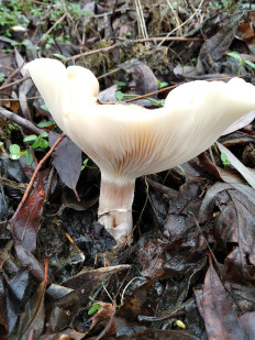 Гриб из Богучар