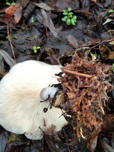 Гриб из Богучар