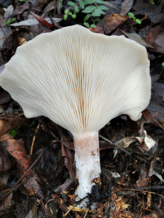 Гриб из Богучар