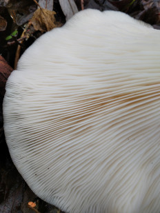 Гриб из Богучар