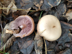 Гриб из Богучар