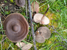 Гриб из Богучар