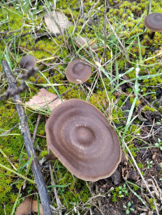 Гриб из Богучар