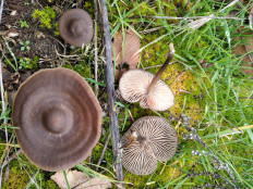 Гриб из Богучар