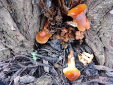 Опёнок зимний