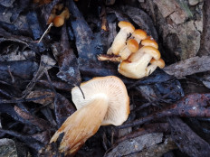 Опёнок зимний