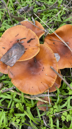 Гриб из Целина