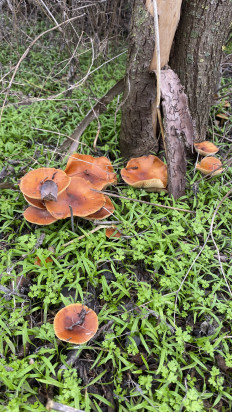 Гриб из Целина