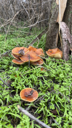 Гриб из Целина