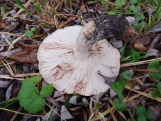 Гриб из Москва